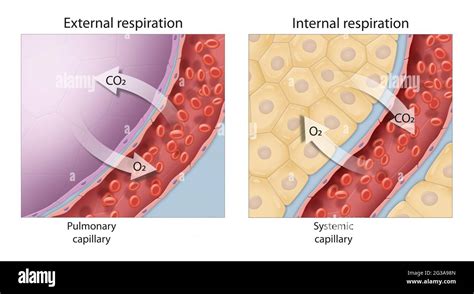 Alveoli Gas Exchange Animation