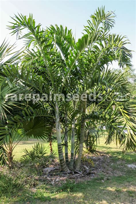 Dypsis Lanceolata Ivovowo Palm Buy Seeds At Rarepalmseeds