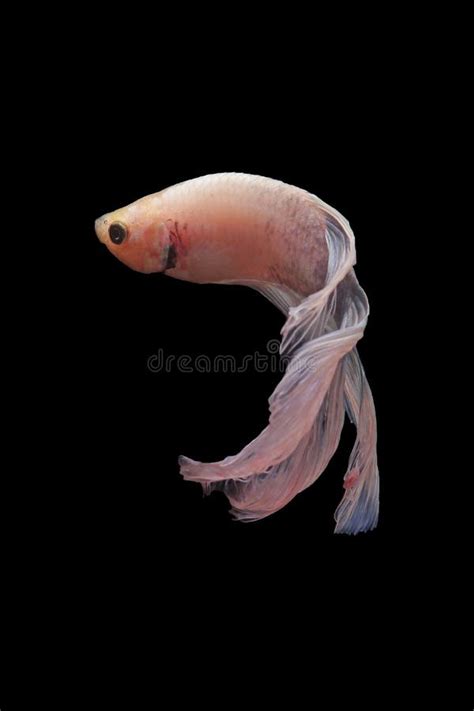 Betta Fish Betta Fish On A Black Background In Motion Stock Photo