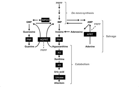 Inosine Pathway