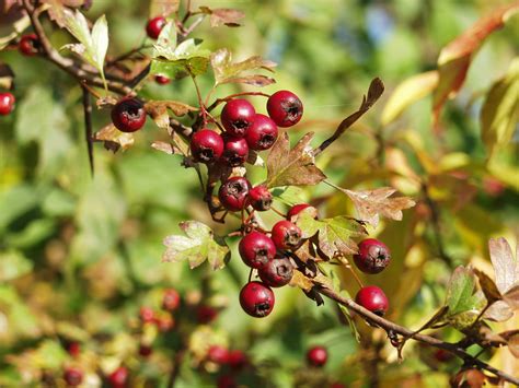 Kostenlose Foto Baum Natur Ast Bl Hen Frucht Beere Blatt Blume