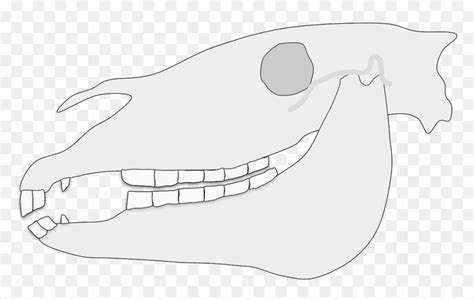 Horse Teeth Diagram, HD Png Download - vhv