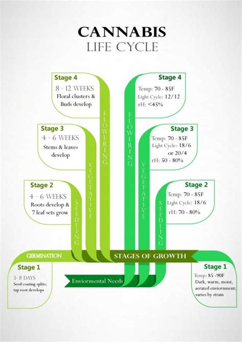 Cannabis Growth Stages And Ideal Environments Long Basic Growing