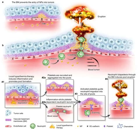 纳米人 Nature Nanotechnol：颠覆epr效应新机制！中科大王育才 蒋为团队提出纳米药物肿瘤递送新理论