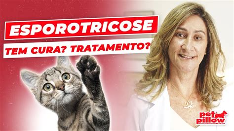 Esporotricose em gatos como tratar Essa doença tem cura Dra