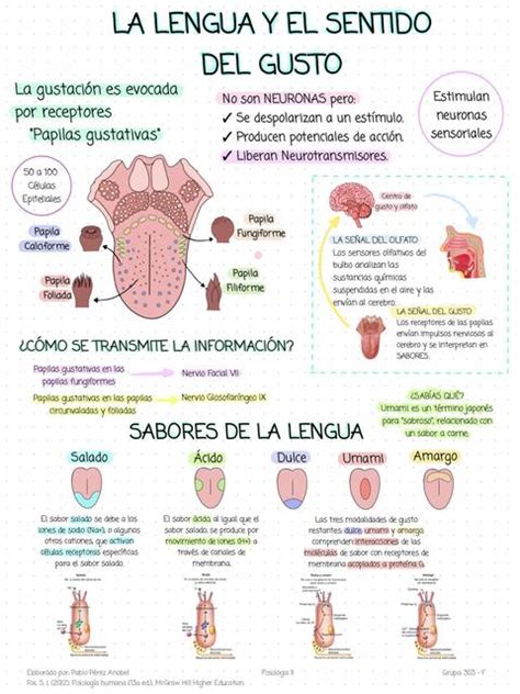 La Lengua Y El Sentido Del Gusto Anabel Pablo Udocz