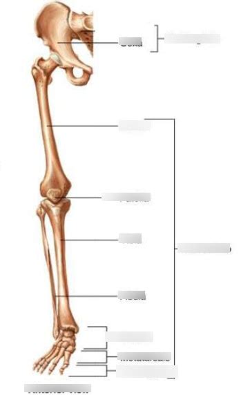 Chapt 7 Appendicular Skeleton Pelvic Girdle And Lower Limbs Diagram