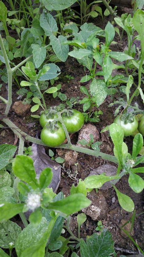 Tomates Verdes Sin Madurar En Gran Cantidad Foto De Archivo Imagen De