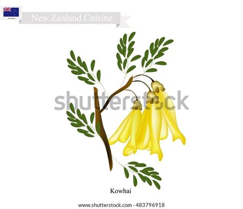 New Zealand Flower Illustration Kowhai Flowers Stock Vector (Royalty ...