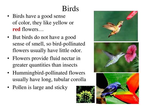 Ppt Lecture 13 Pollination Powerpoint Presentation Free Download Id2061017