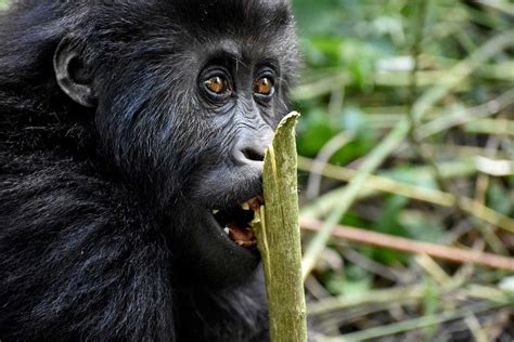 3 Days DR Congo Lowland Gorilla Trekking Safari From Rwanda