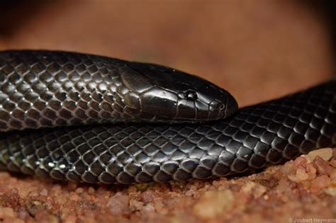 Common Purple Glossed Snake Reptiles Of Botswana INaturalist