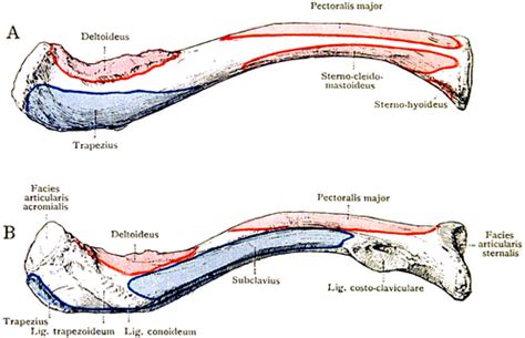 Clavicle - Physiopedia