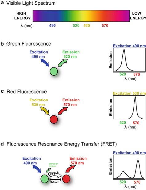 Basics Of Fluorescence And FRET A Visible Light Spectrum