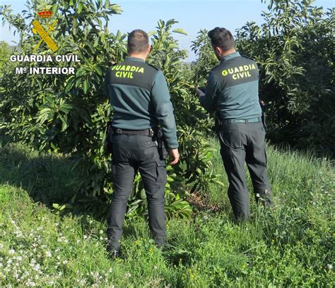 Más De 10 Detenidos Por Robo De Naranjas En El Puig Massalfassar