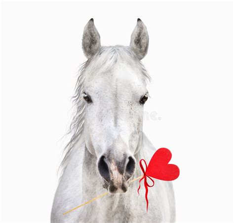 White Horse With Heart In Mouth Valentine Stock Photo Image 38923228