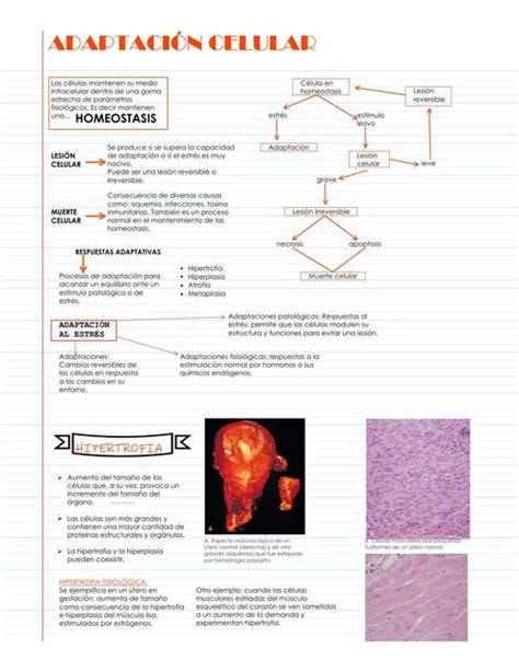 Adaptación Celular Más medicina uDocz