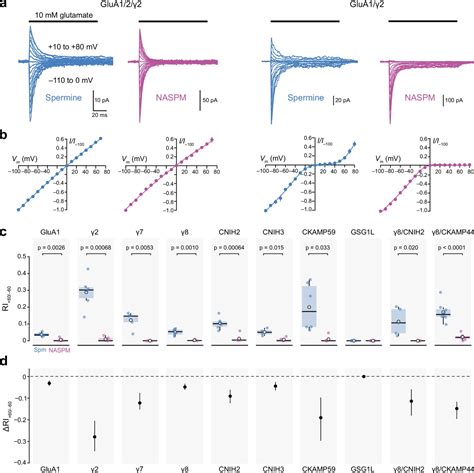 Enhanced Functional Detection Of Synaptic Calcium Permeable Ampa