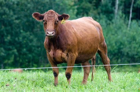 Training Livestock To Electric Fences Cooperative Extension