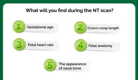 Is Nt Scan Necessary During Pregnancy A Comprehensive Overview 2023