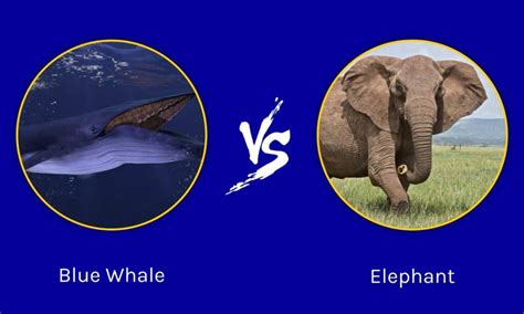 Blue Whale vs Elephant: Comparing Their Size - IMP WORLD