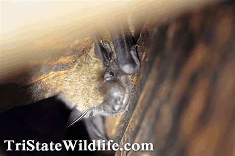 Bat Removal In Westchester Ny Tristate Wildlife Management