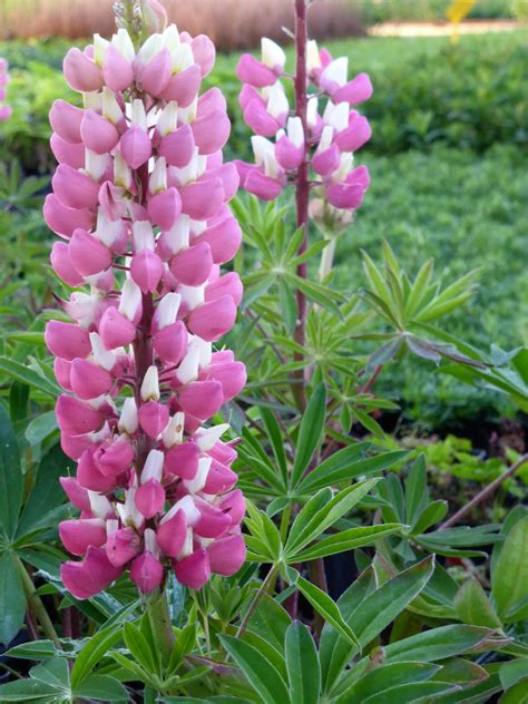 Garten Lupine Schlossfrau Kaufen Garten Von Ehren