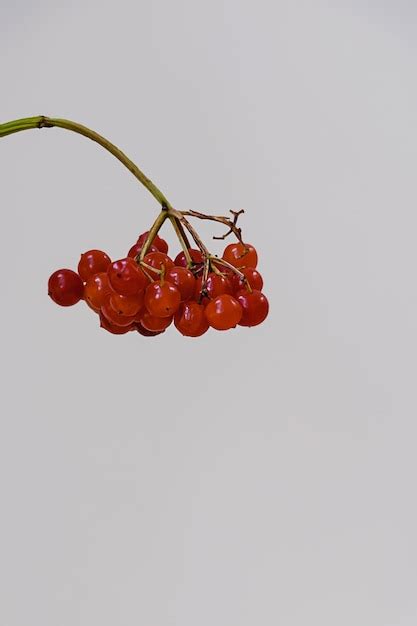 Premium Photo Viburnum Bunch With Red Berries On A Minimal Gray