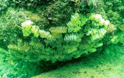 Capuchas Del Molusco Rapana Venosa El Invasor En El Mar Negro Foto De