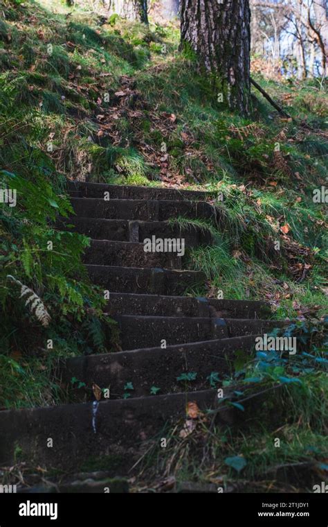 Old Rustic Steps In The Woods Stock Photo Alamy