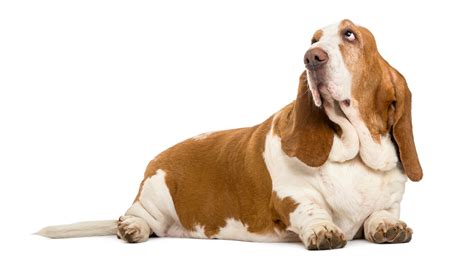 Basset Hound Tambi N Conocido Como Hush Puppies