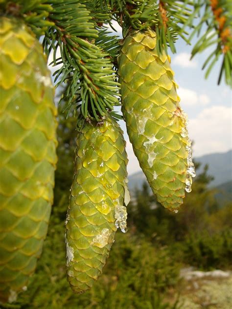 A Couple Of Pine Cones Hanging From A Tree Pine Cones Green Mountain