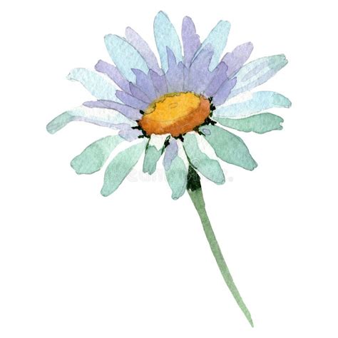 Fleur Botanique Florale De Marguerite Blanche Ensemble D Illustration