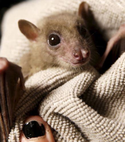 Souris Dans Appartement Que Faire Taupier Sur La France