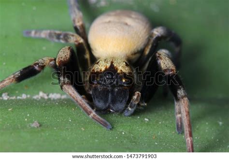 Velvet Spider Stegodyphus Tibialis Female Eresidae Stock Photo