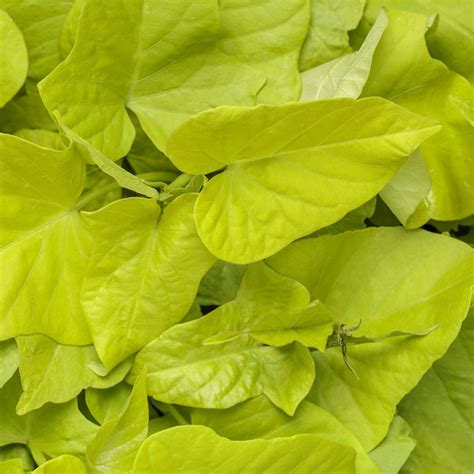 Sweet Potato Vine Ultimate Care Guide Proven Winners