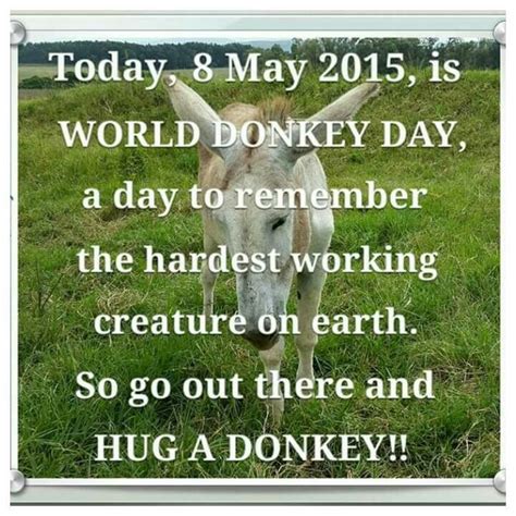 World Donkey Day Celebrate The Charm Of Donkeys