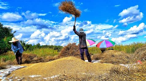 Harvesting Season of Farmers. Editorial Photo - Image of raining ...