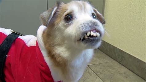 Sniffles Dog Born Without Nose Hopes To Find Forever Home In Florida