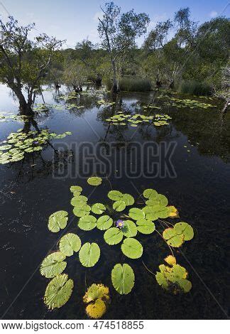 Wetlands Natural Image & Photo (Free Trial) | Bigstock