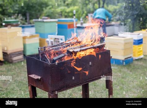 Luchar contra las enfermedades de las abejas melíferas Marcos dañados