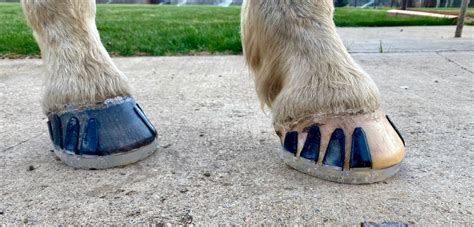 Shoe A Horse With Super Glue Easycare Hoof Boot News