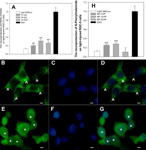 Parg And Aif Inhibitors Partially Protect Rgc 5 Cells A The