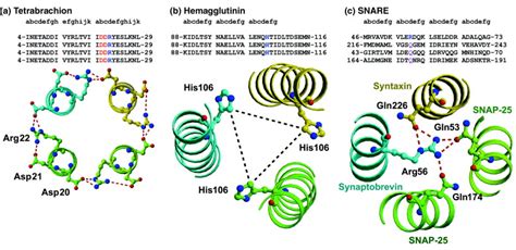 Coiled Coils A Highly Versatile Protein Folding Motif Trends In Cell