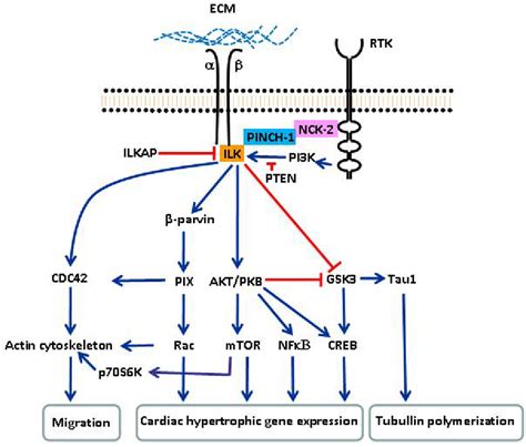 Integrin Mediated Ilk Signaling Ilk Forms A Complex Which Functions To