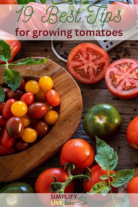 Learn How to Grow Tomatoes with these 19 Best Tomato Growing Tips - Simplify, Live, Love