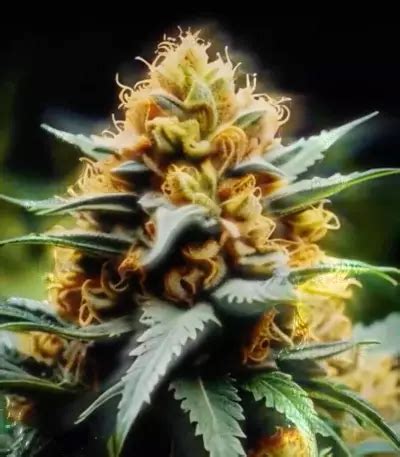 Buy Heavy Kickers Mix Feminized Seeds By Herbies Seedbank Australia