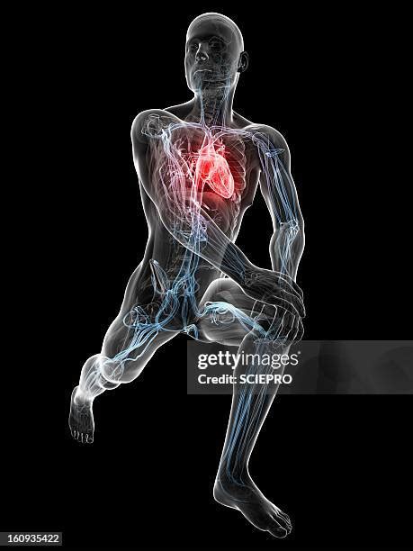 650 Vascular System Leg High Res Illustrations Getty Images