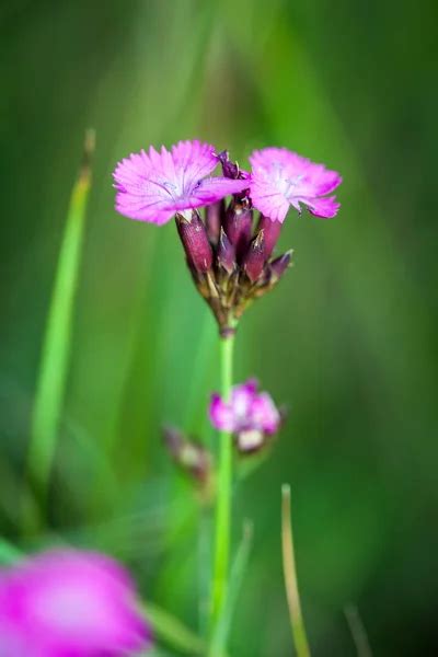 Small Pink Wild Flowers On Green Meadow Stock Image Everypixel