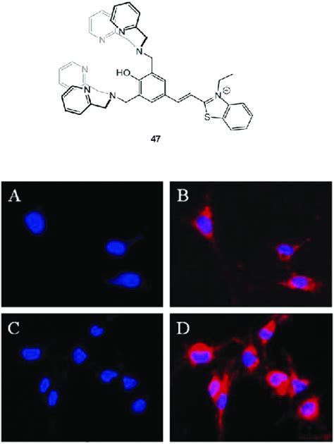 Fluorescence Live Cell Pseudo Color Images Of C2c12 Myoblast Cells A